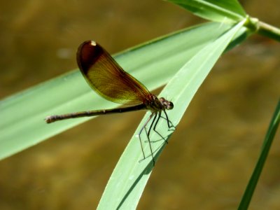 Insect, Damselfly, Dragonfly, Invertebrate photo