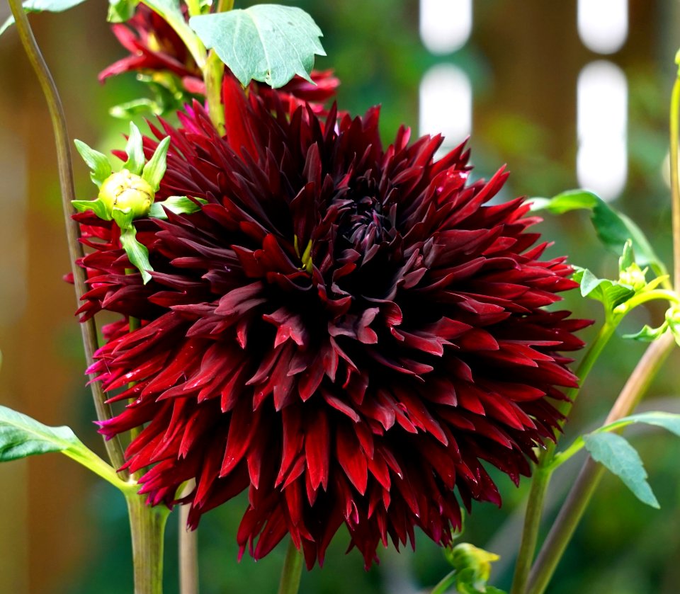 Flower, Plant, Flowering Plant, Blanket Flowers