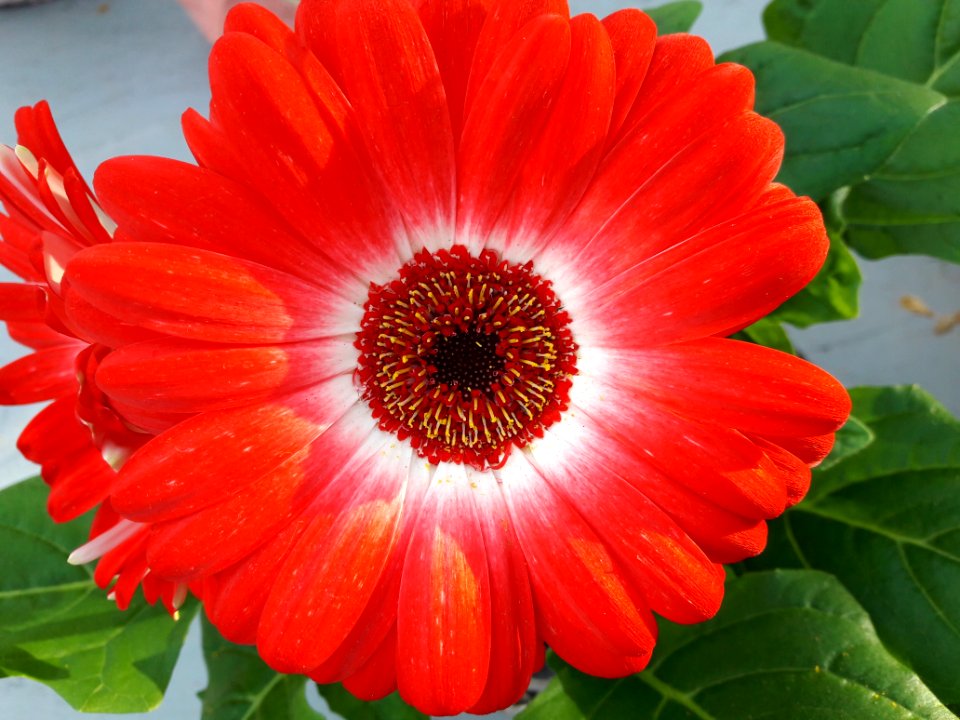 Flower, Gerbera, Plant, Flowering Plant
