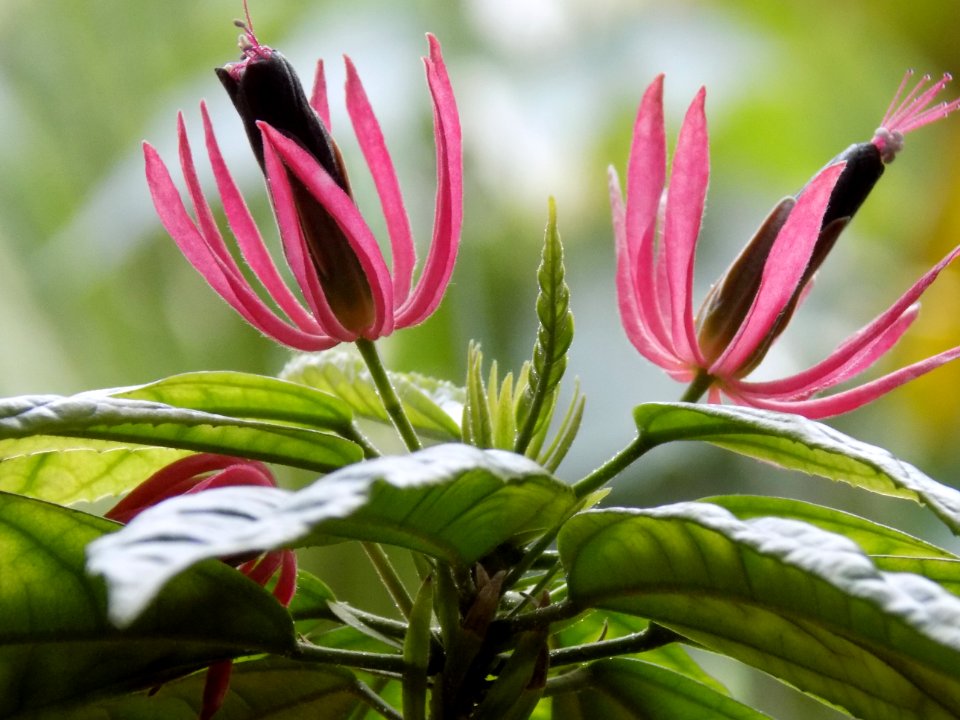 Plant, Flower, Flora, Close Up