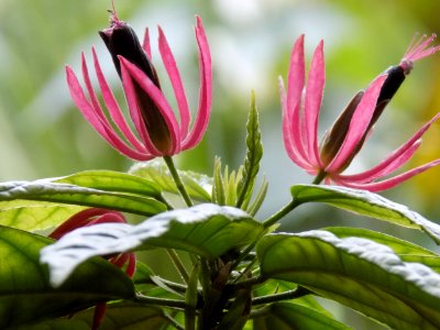 Plant, Flower, Flora, Close Up