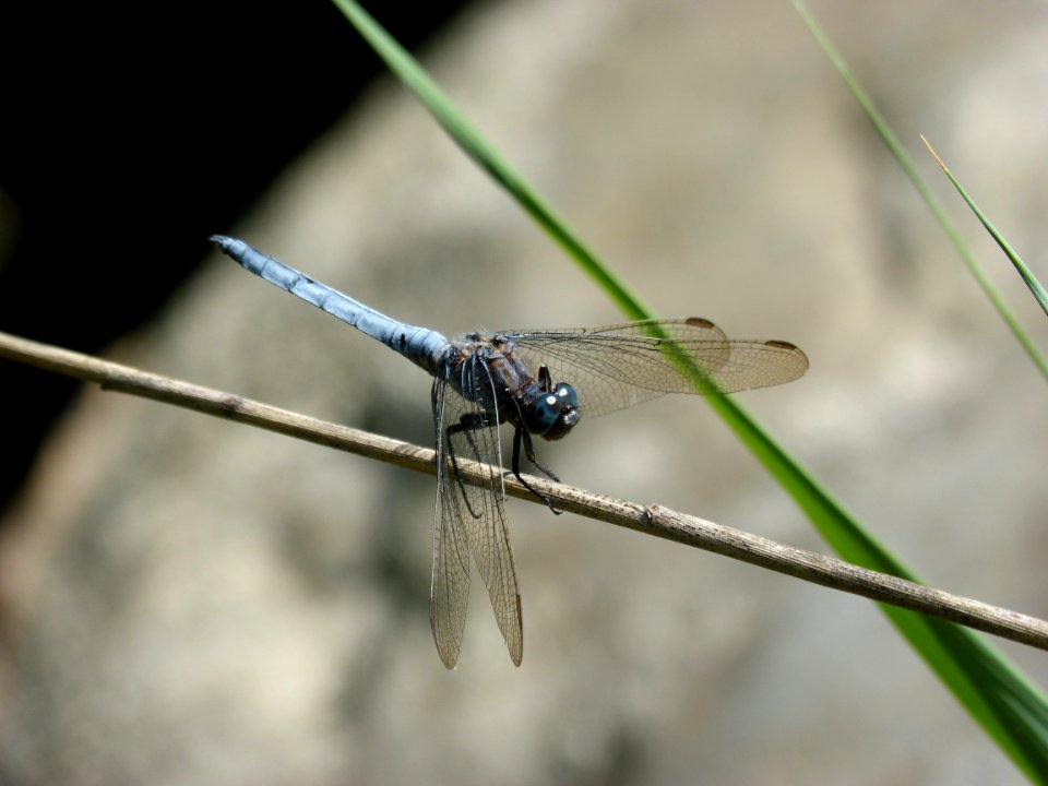 Dragonfly, Insect, Dragonflies And Damseflies, Invertebrate