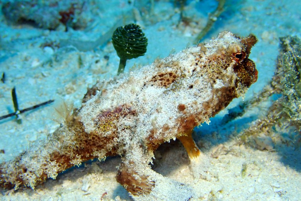 Marine Biology, Underwater, Fauna, Organism