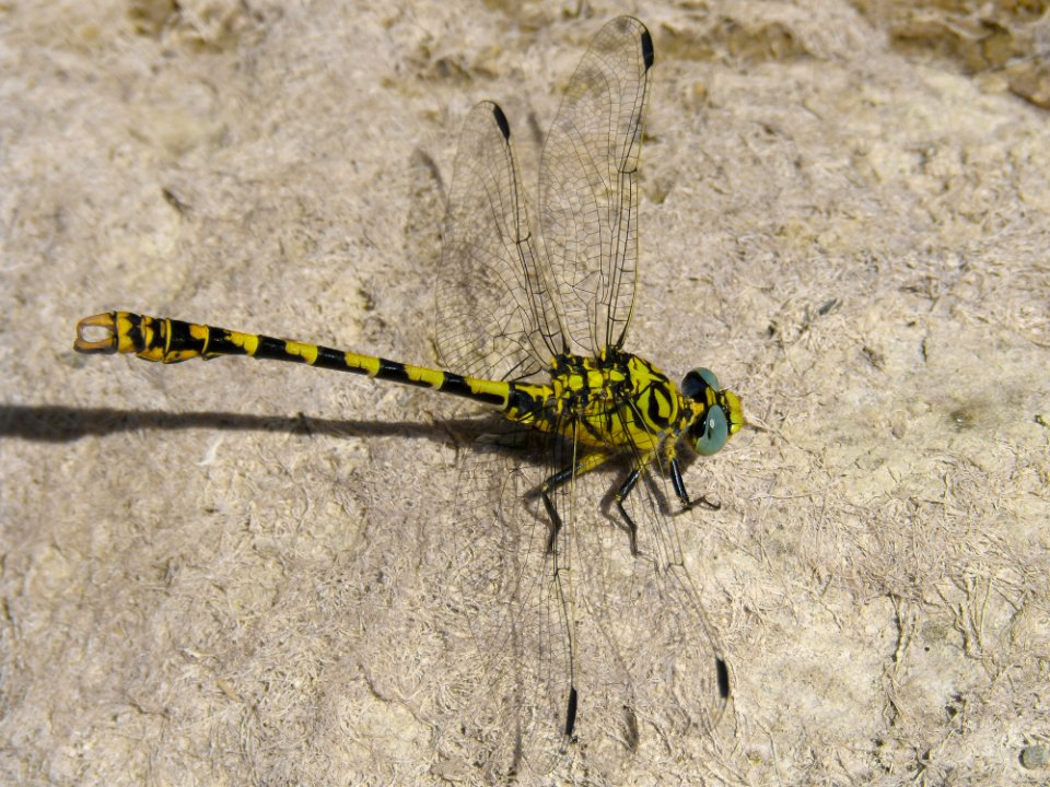 Insect, Dragonfly, Dragonflies And Damseflies, Invertebrate