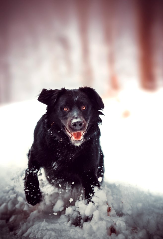 Dog, Dog Like Mammal, Snow, Dog Breed