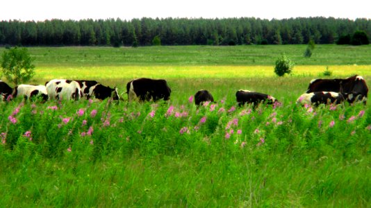 Grassland, Pasture, Grazing, Cattle Like Mammal