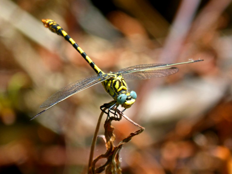 Dragonfly, Insect, Dragonflies And Damseflies, Invertebrate