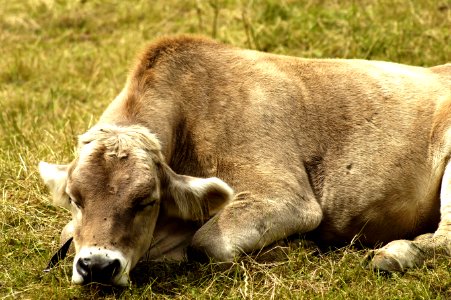 Cattle Like Mammal, Fauna, Grass, Grazing photo