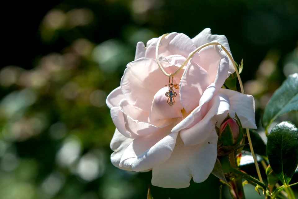 Flower, Rose Family, White, Rose photo