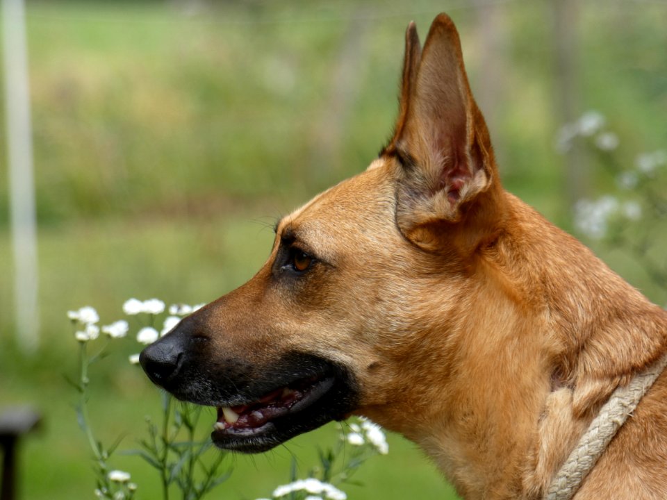 Dog, Dog Breed, Dog Like Mammal, Kunming Wolfdog photo