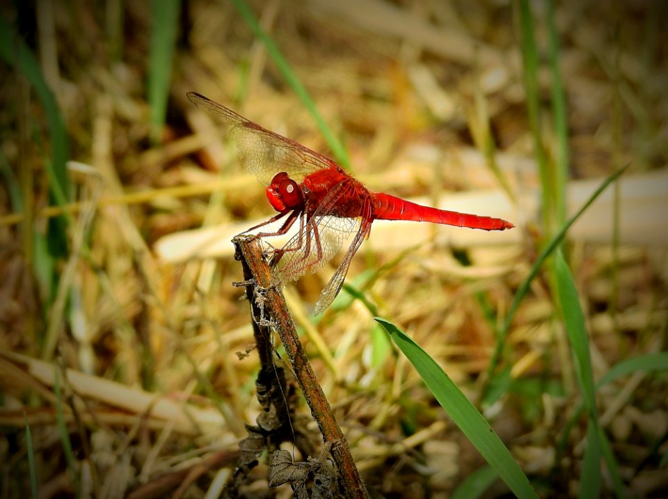 Dragonfly, Insect, Dragonflies And Damseflies, Invertebrate