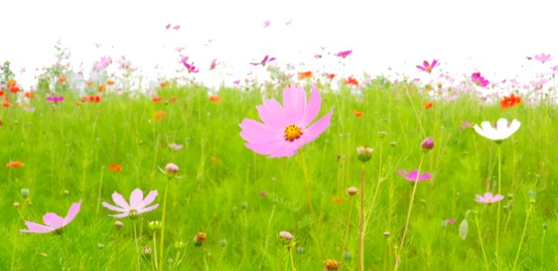 Flower, Ecosystem, Meadow, Wildflower photo