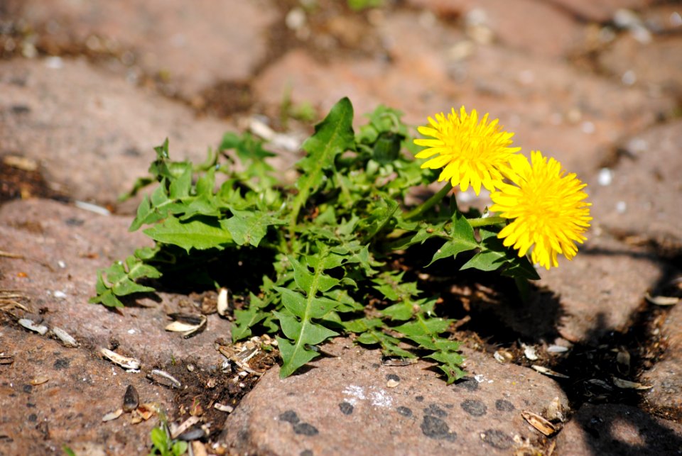 Flower, Plant, Flora, Soil