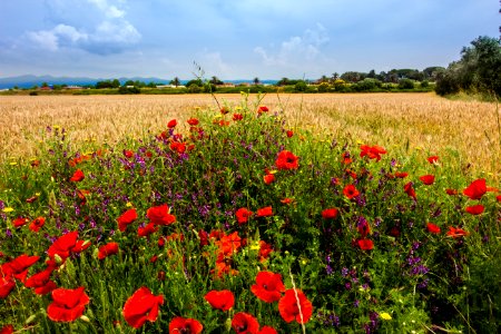 Ecosystem, Field, Flower, Wildflower photo