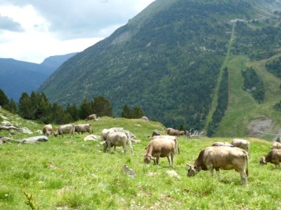 Pasture, Nature Reserve, Highland, Grassland