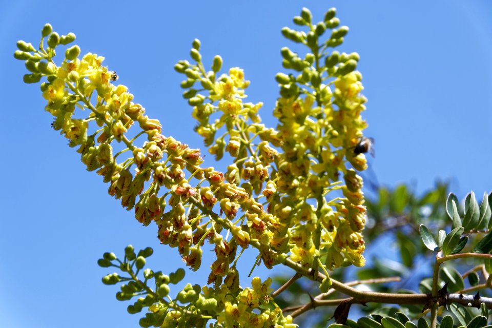 Plant, Branch, Tree, Sky