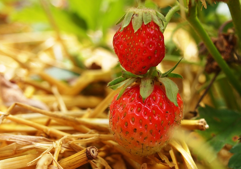 Sweet fruit food
