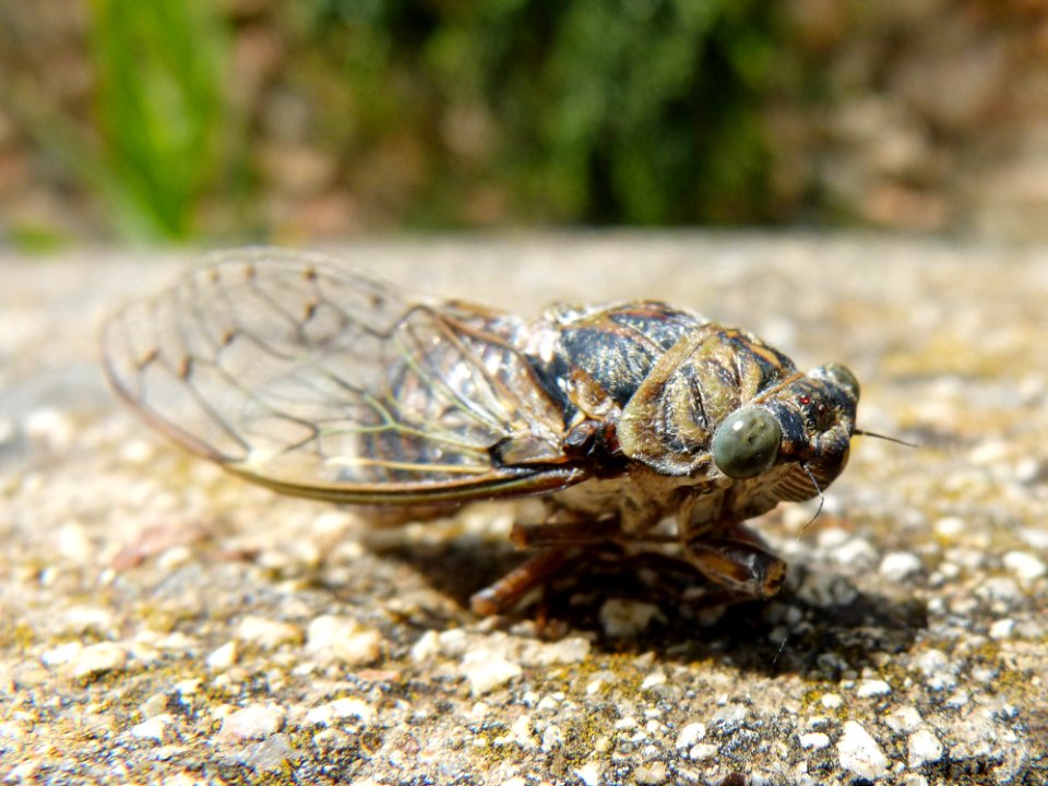 Insect, Invertebrate, Fauna, Cicada