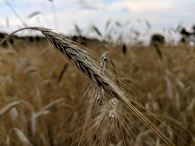 Food Grain, Wheat, Rye, Grass Family photo