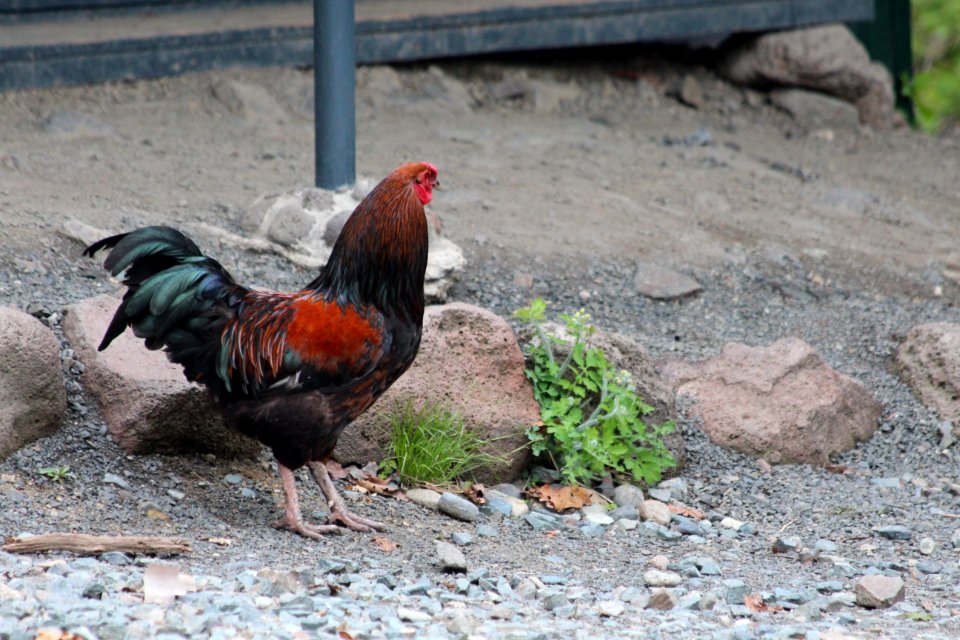 Chicken, Rooster, Galliformes, Bird