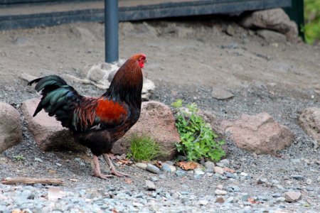 Chicken, Rooster, Galliformes, Bird photo