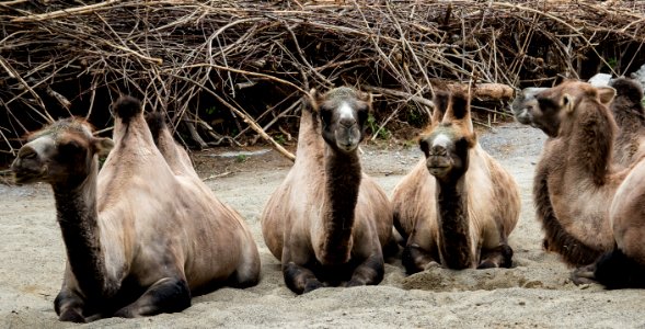 Fauna, Camel Like Mammal, Terrestrial Animal, Wildlife
