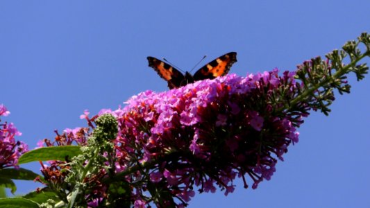 Butterfly, Moths And Butterflies, Brush Footed Butterfly, Flora