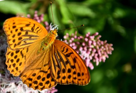 Butterfly, Moths And Butterflies, Insect, Brush Footed Butterfly photo