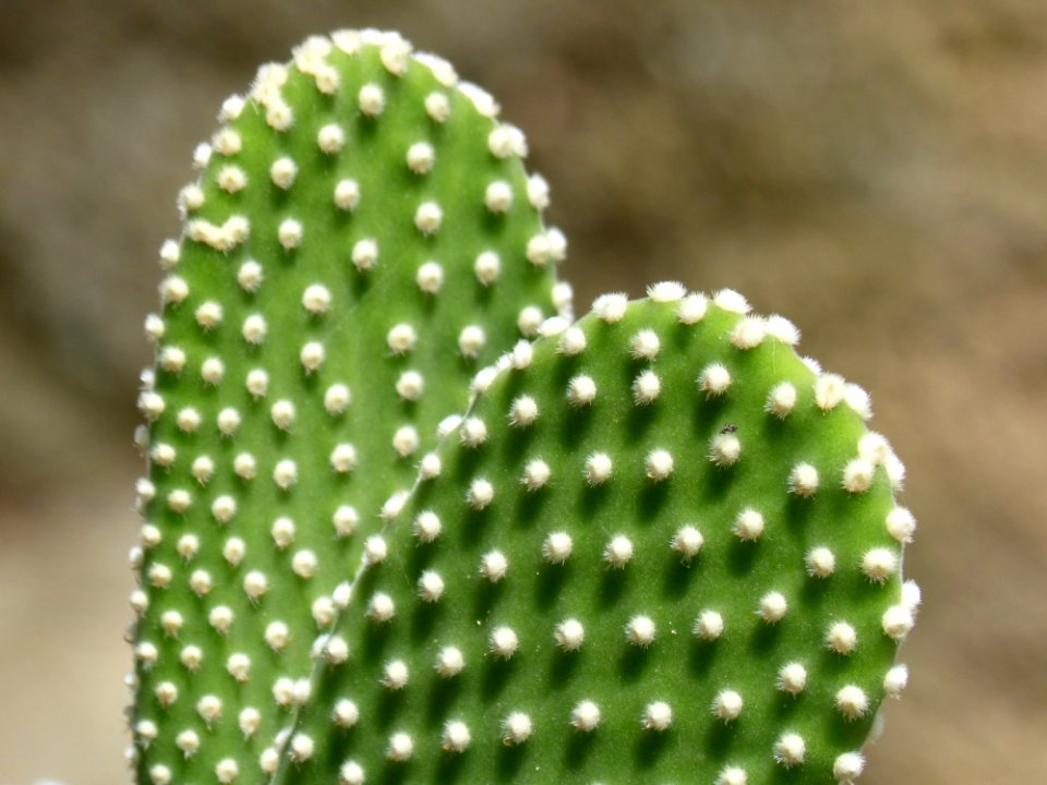 Cactus, Close Up, Plant, Thorns Spines And Prickles