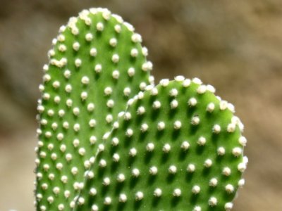 Cactus, Close Up, Plant, Thorns Spines And Prickles photo