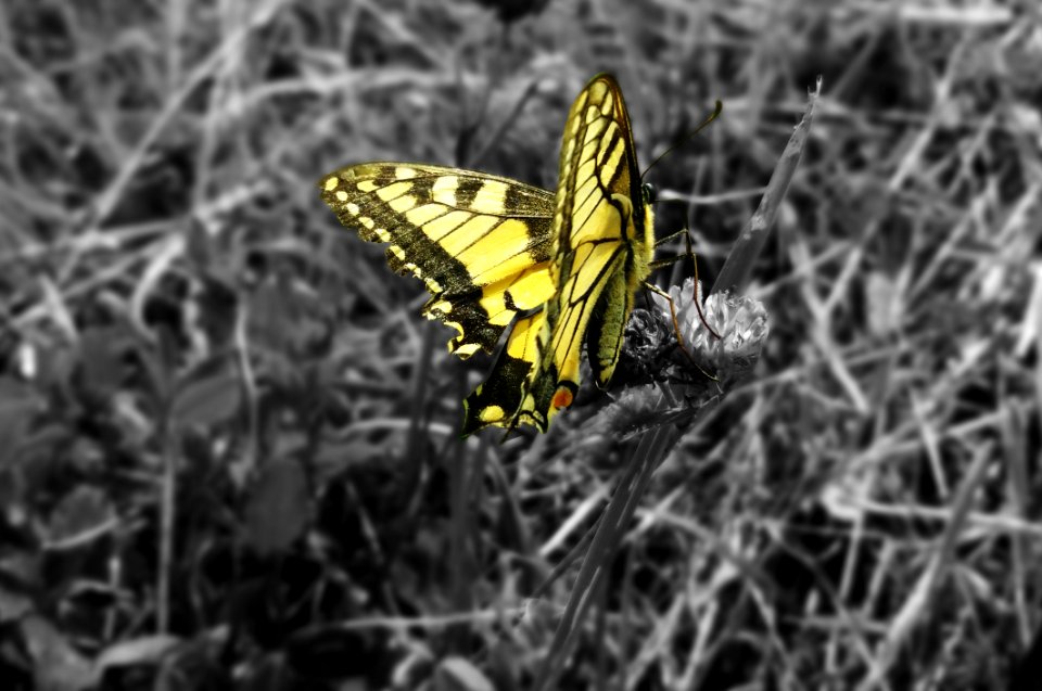 Butterfly, Moths And Butterflies, Yellow, Insect