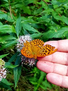 Butterfly, Moths And Butterflies, Brush Footed Butterfly, Flower photo