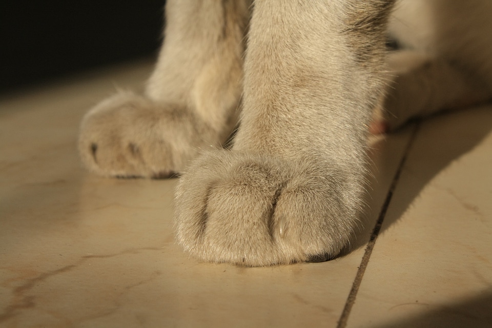Fur close-up animal