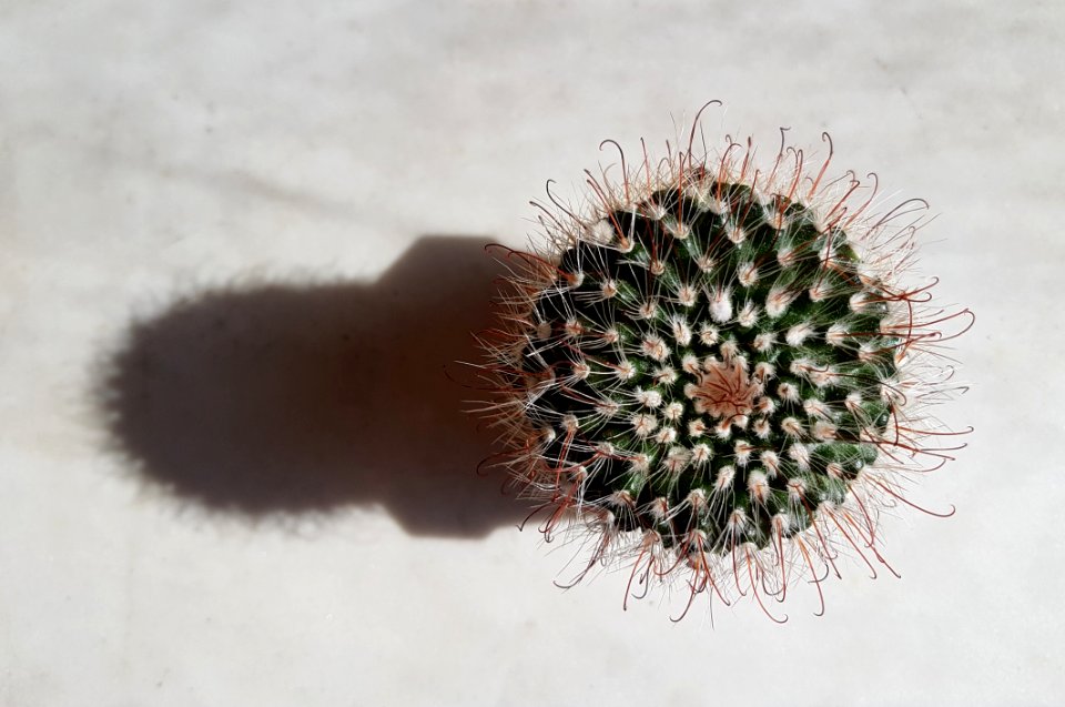 Cactus, Plant, Flowering Plant, Thorns Spines And Prickles
