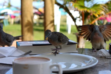 Bird, Fauna, Beak, Tree