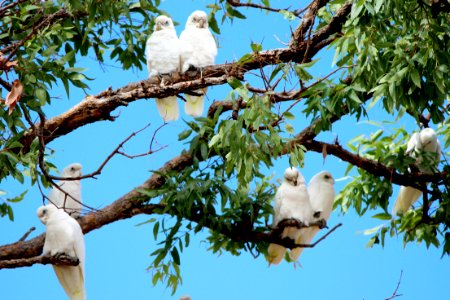 Branch, Bird, Fauna, Tree photo