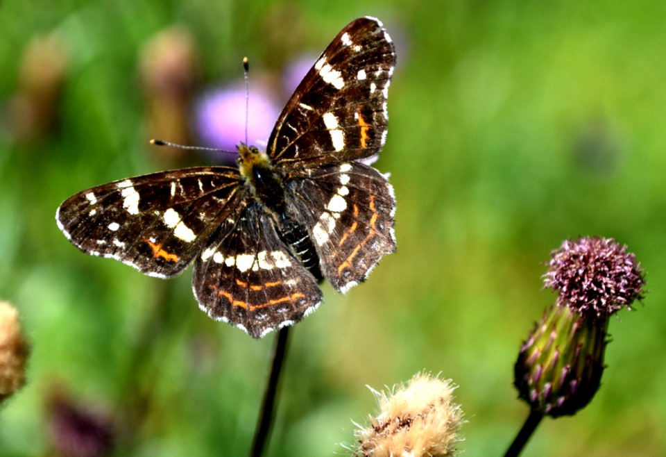 Butterfly, Moths And Butterflies, Insect, Brush Footed Butterfly