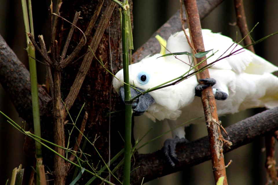 Fauna, Bird, Beak, Branch