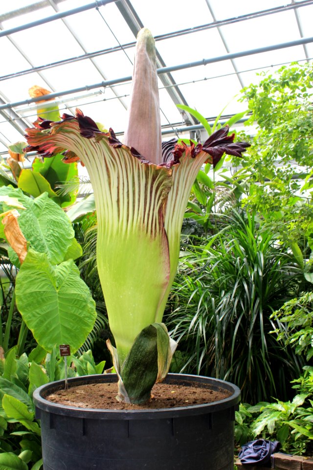 Plant, Flower, Leaf, Flowering Plant