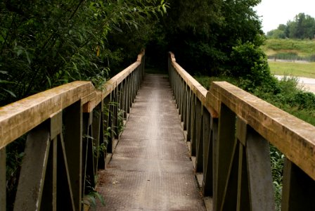 Bridge, Path, Tree, Walkway photo