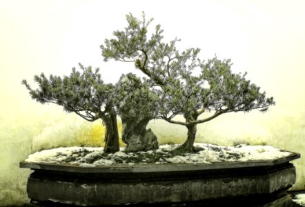 Tree, Plant, Bonsai, Houseplant