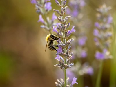 Bee, Honey Bee, Lavender, English Lavender photo