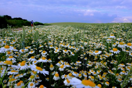 Flower, Wildflower, Field, Plant