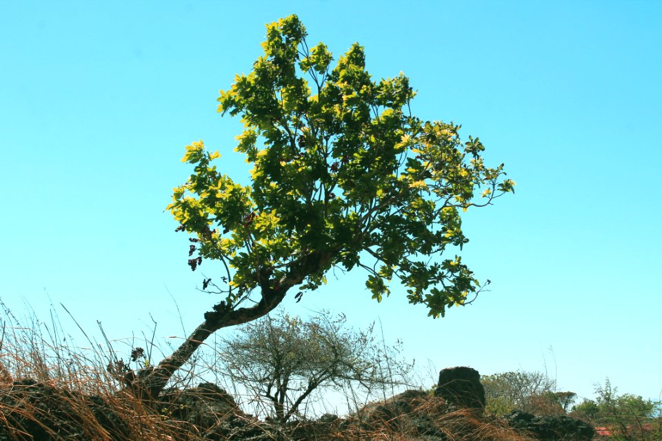 Tree, Vegetation, Sky, Woody Plant