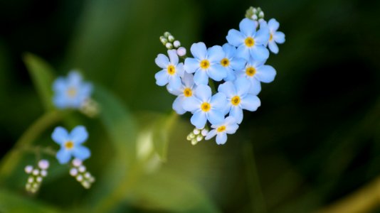 Flower, Forget Me Not, Flowering Plant, Plant