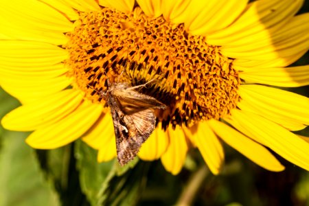 Honey Bee, Flower, Bee, Yellow photo
