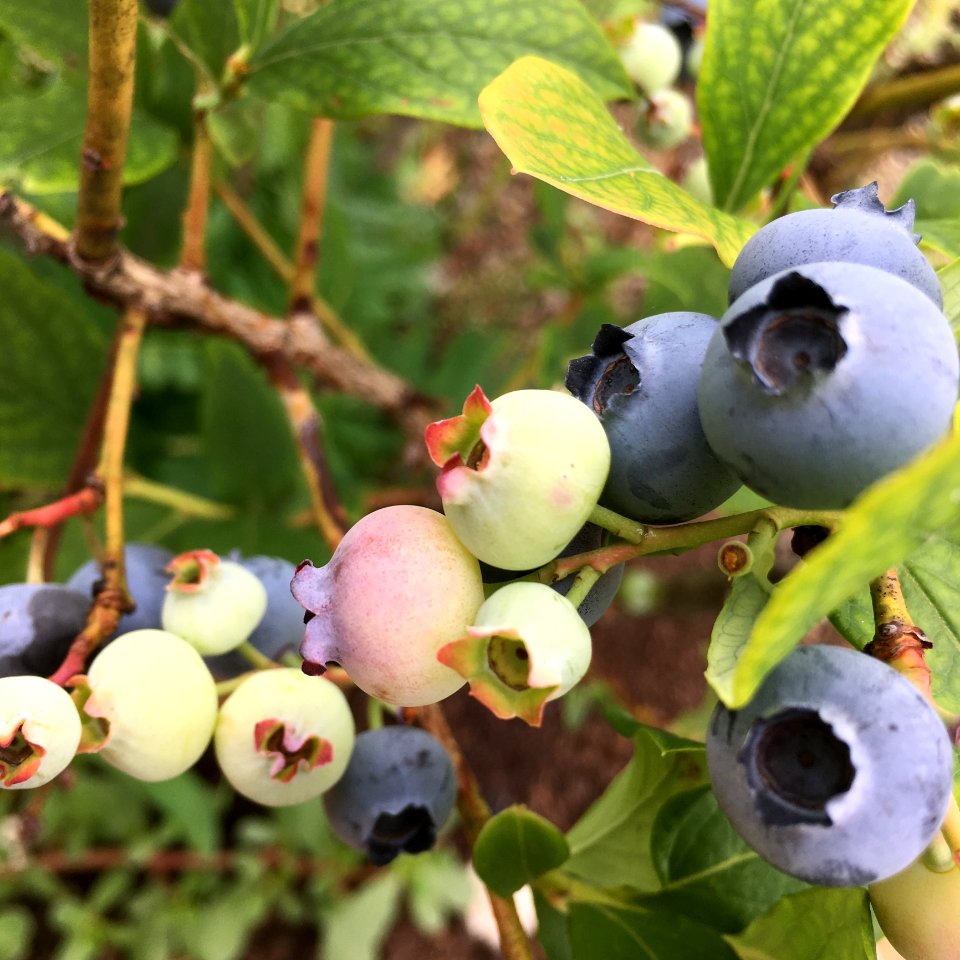 Blueberry, Plant, Berry, Fruit