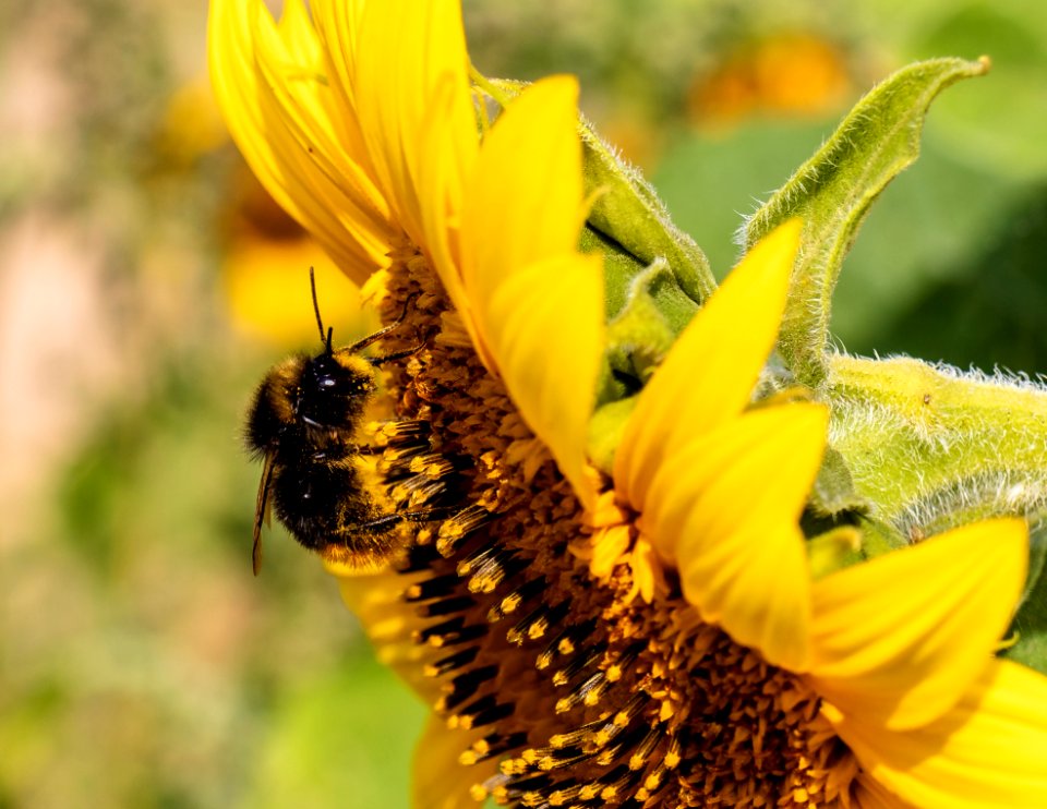 Bee, Honey Bee, Flower, Insect