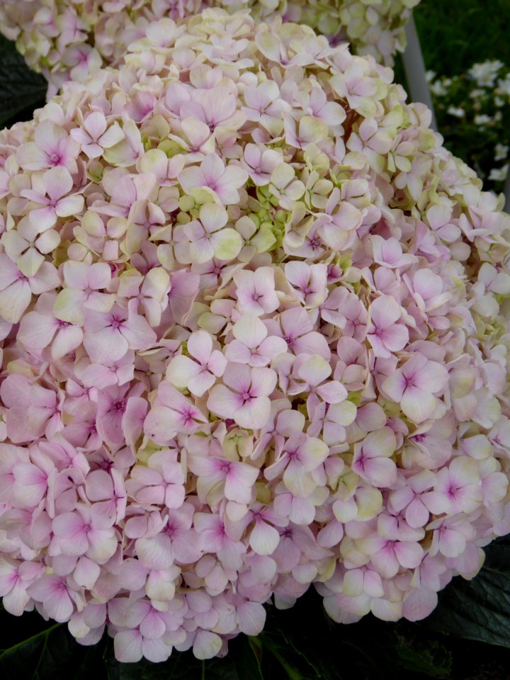 Flower, Plant, Pink, Flowering Plant