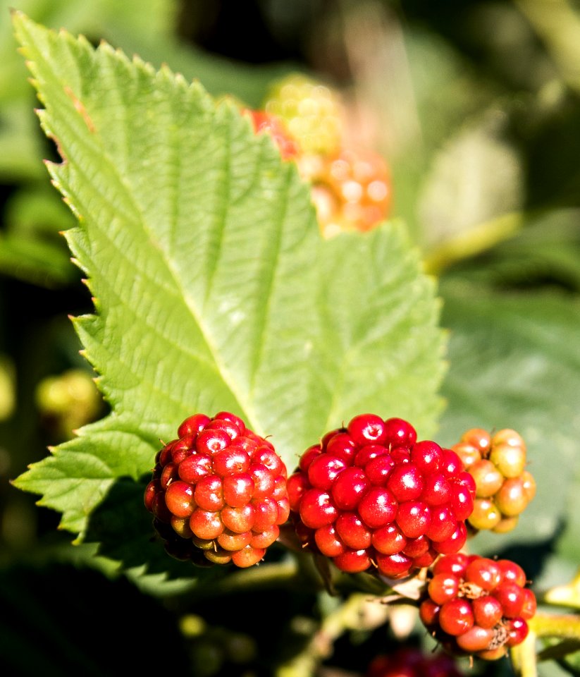 Berry, Raspberries Blackberries And Dewberries, Mulberry, Blackberry